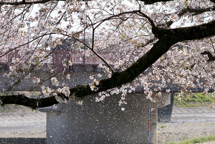 瀬戸川の桜・2_f0327034_21023563.jpg