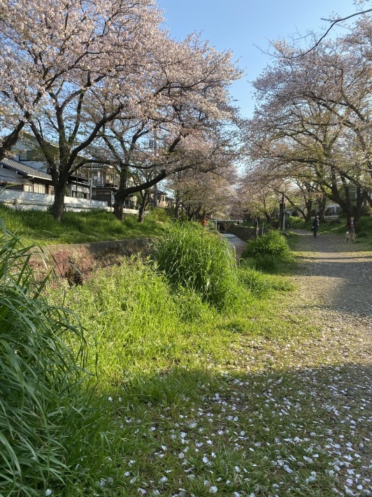 早朝のウォーキング☆_c0152341_13521809.jpg