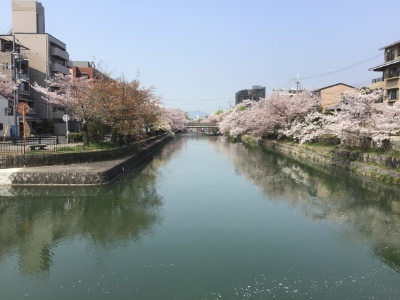 京のさくら 岡崎 琵琶湖疎水 Hifi Cafe 吉川珈琲