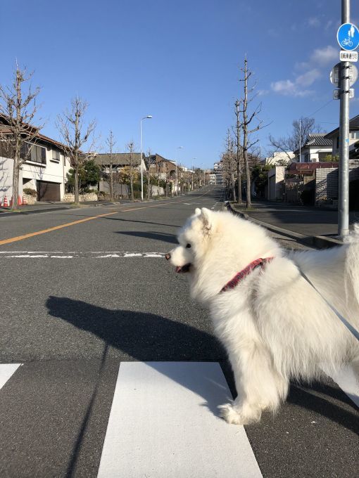 2020年3月後半 インスタ写真集 その2_f0128542_01231554.jpg