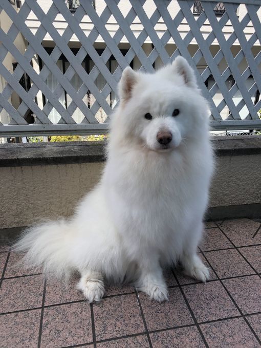 2020年3月後半 インスタ写真集 その2_f0128542_01253691.jpg