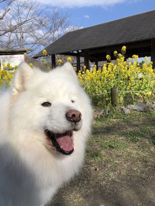 2020年3月後半 インスタ写真集 その2_f0128542_01264370.jpg