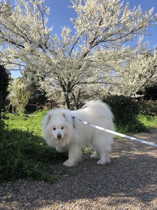 2020年3月後半 インスタ写真集 その2_f0128542_01285168.jpg