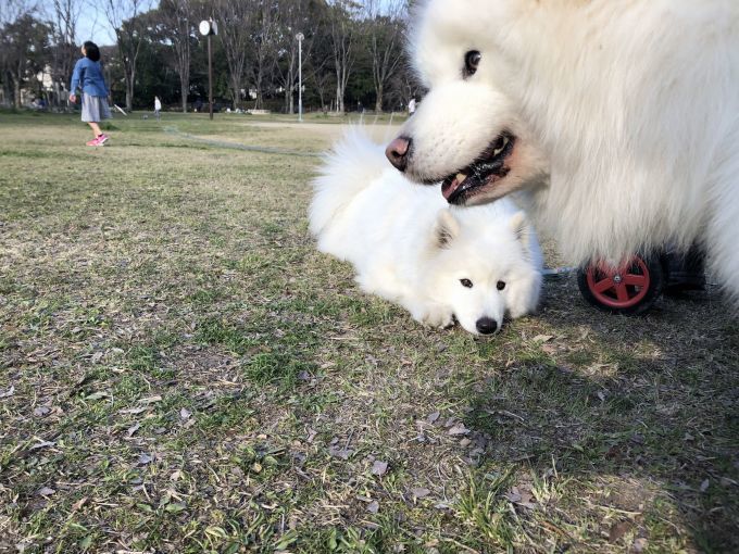 2020年3月後半 インスタ写真集 その2_f0128542_01322145.jpg