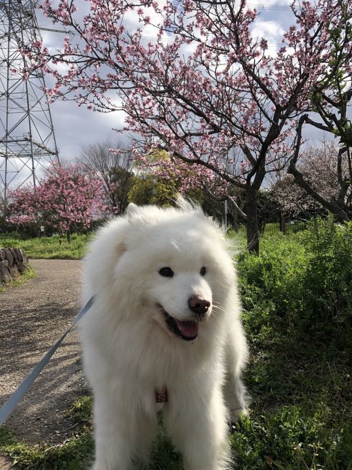 2020年3月後半 インスタ写真集 その2_f0128542_01380515.jpg