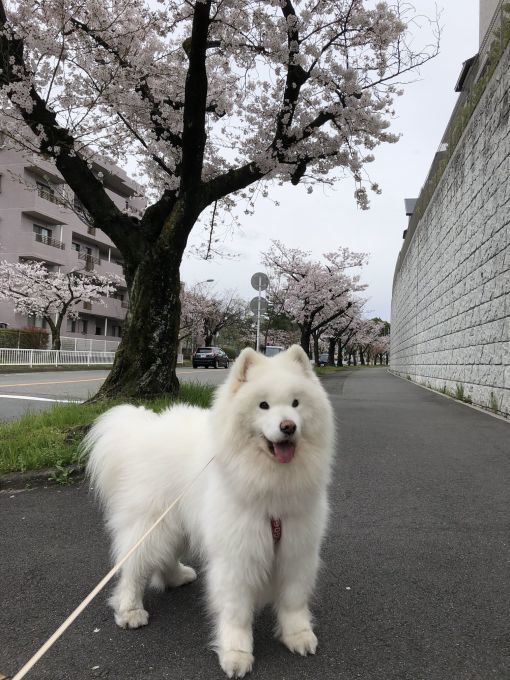 2020年3月後半 インスタ写真集 その2_f0128542_01443147.jpg