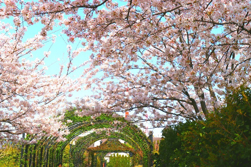 春の写真集 Kira Kira Photograph