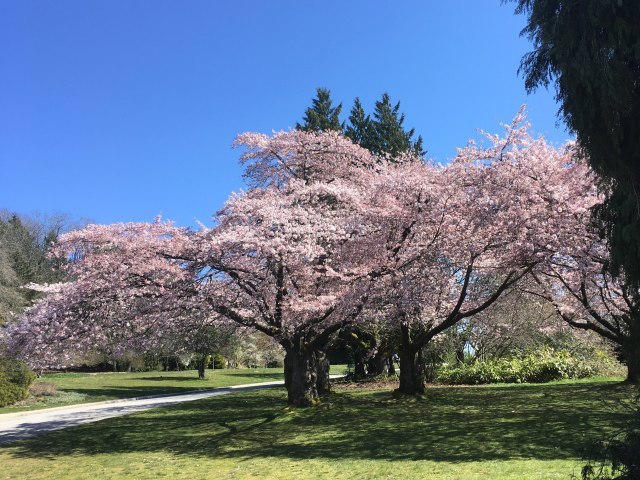 クイーン エリザベス パーク Queen Elizabeth Park の桜 Prairie Life クイーン エリザベス パーク Queen Elizabeth Park の桜 Prairie Life