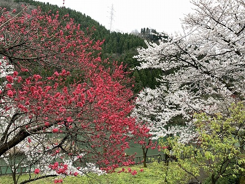 通りがかりの桜_c0327752_15173781.jpg