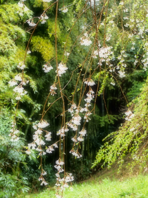 桜 12　　　奈良県_d0286954_04404499.jpg