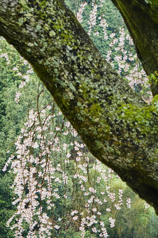 桜 12　　　奈良県_d0286954_04410064.jpg