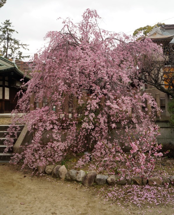 弓弦羽神社の枝垂れ桜 @神戸・御影_b0063958_23105064.jpg