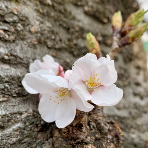 わたしも見つけました胴吹きの桜 小さな春に小さな希望_a0134394_05251081.jpeg