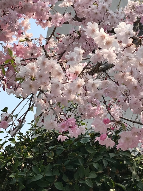 御近所の花_f0204295_16332842.jpg