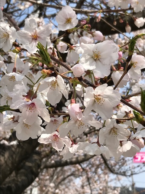 御近所の花_f0204295_16342388.jpg