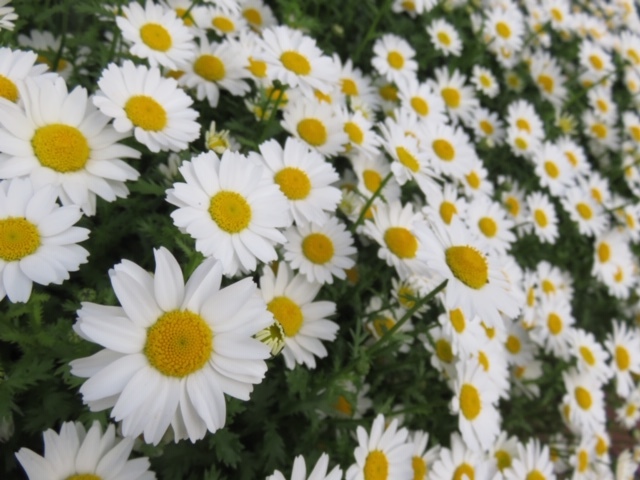 御近所の花_f0204295_16343429.jpg