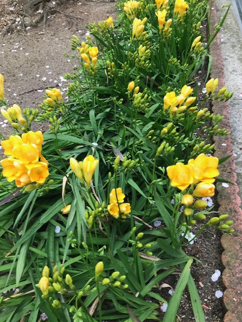 御近所の花_f0204295_16344416.jpg