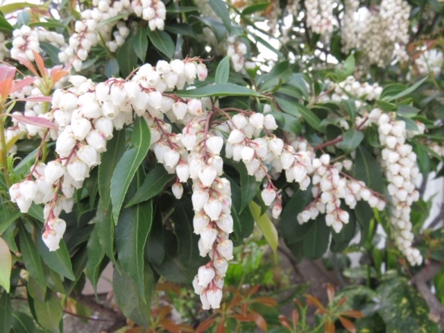 御近所の花_f0204295_16355772.jpg