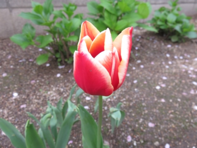 御近所の花_f0204295_16361245.jpg
