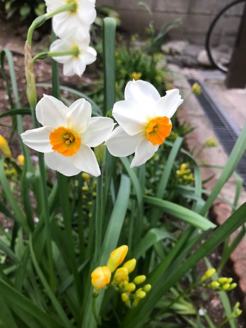 御近所の花_f0204295_16363055.jpg