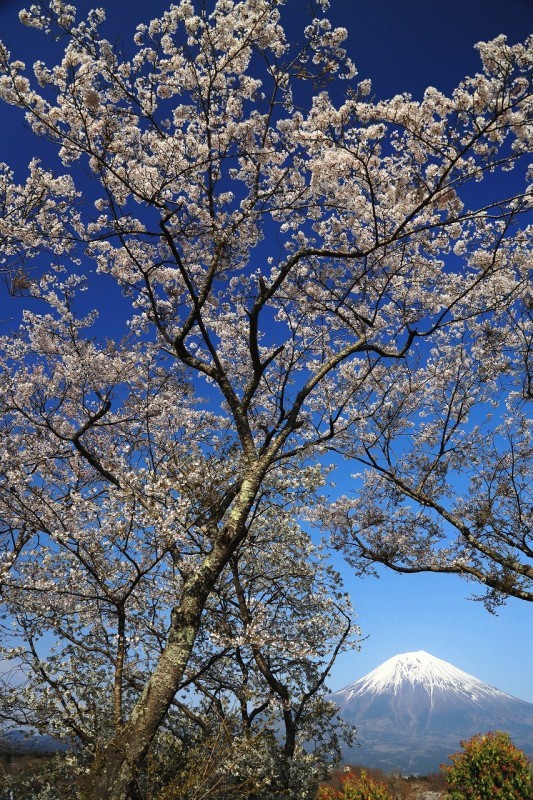 田貫湖の桜 富士山大好き 写真は最高 田貫湖の桜 富士山大好き 写真は最高