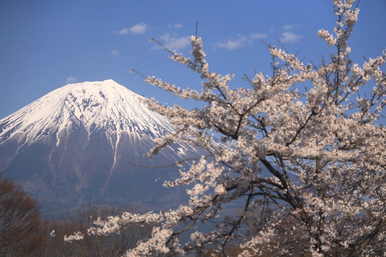 田貫湖の桜 富士山大好き 写真は最高 田貫湖の桜 富士山大好き 写真は最高