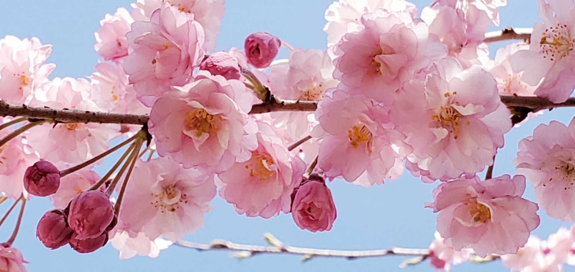 クリエイティブシード~開花編~「創造性の開花~よろこびのままに自由に生きる~」_f0006208_21185419.jpg