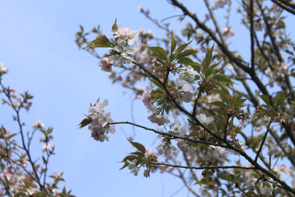 田舎は良いぞ_d0237309_21113790.jpg