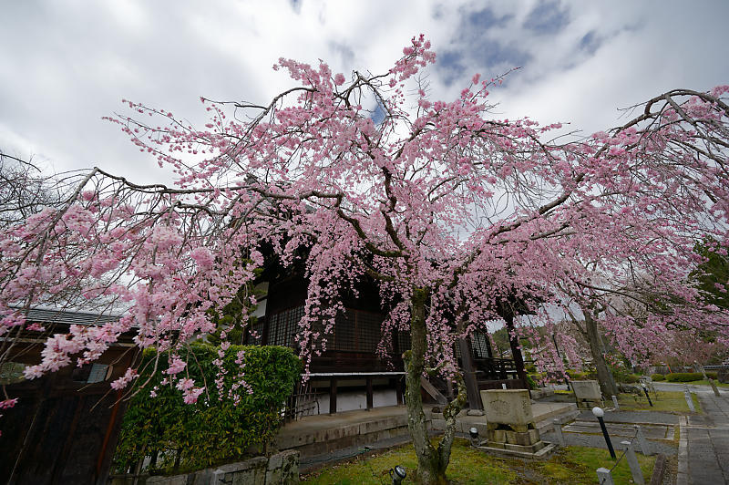 2020桜巡り@妙満寺_f0032011_20204157.jpg
