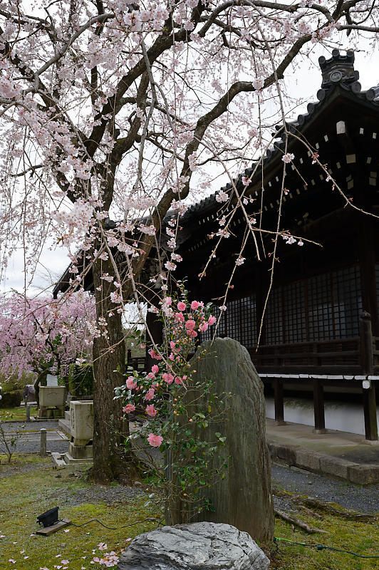 2020桜巡り@妙満寺_f0032011_20204226.jpg