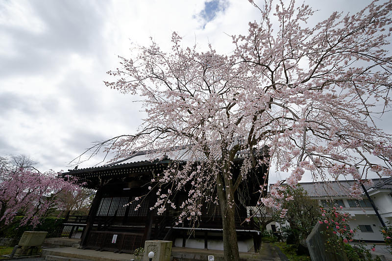 2020桜巡り@妙満寺_f0032011_20204295.jpg