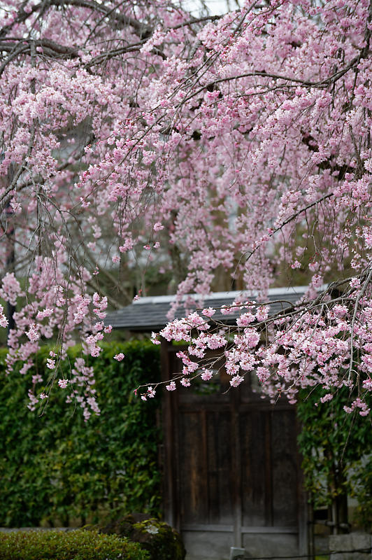 2020桜巡り@妙満寺_f0032011_20204311.jpg