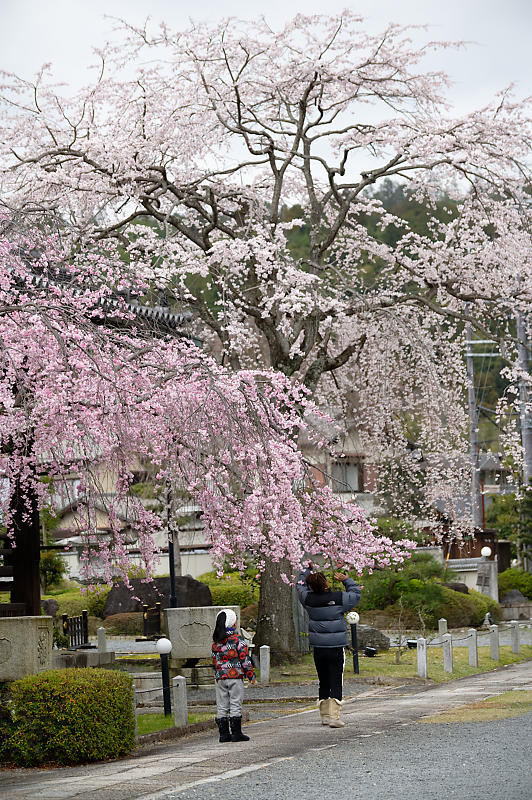 2020桜巡り@妙満寺_f0032011_20225974.jpg
