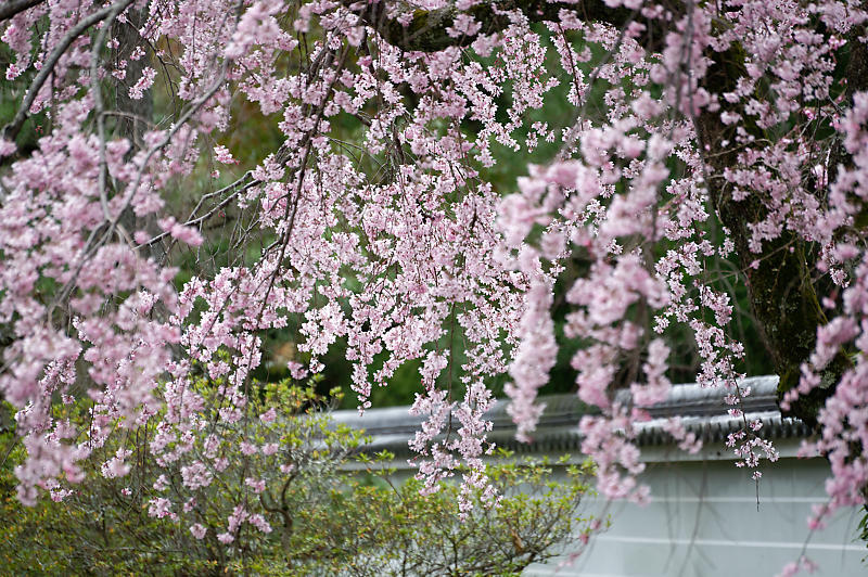 2020桜巡り@妙満寺_f0032011_20230068.jpg