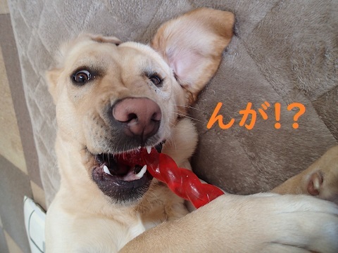 家ごもりの金曜日。_c0182012_15415963.jpg