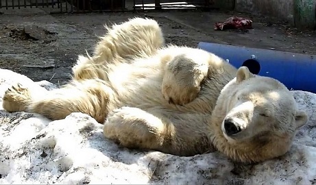 ロシア・西シベリアのボリシェリェーチェ動物園で検疫中のザバーヴァ、そしてグーリャの近況_a0151913_21364720.jpg