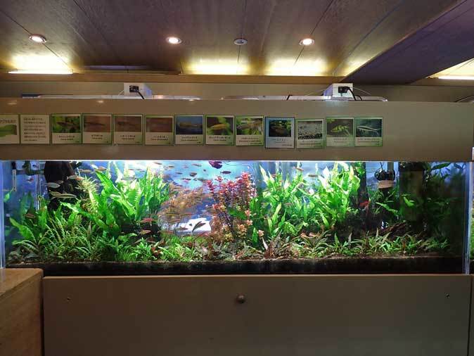 板橋区立熱帯環境植物館 東南アジアの河川 水中のジャングル 前編 続々 動物園ありマス