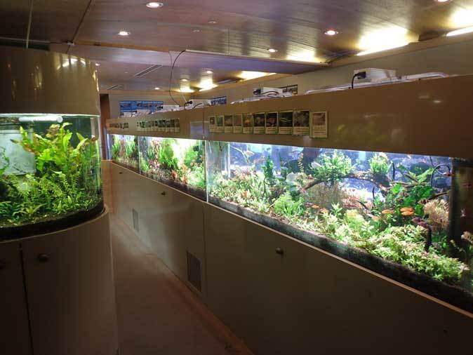 板橋区立熱帯環境植物館:東南アジアの河川~水中のジャングル~【前編】_b0355317_20392351.jpg