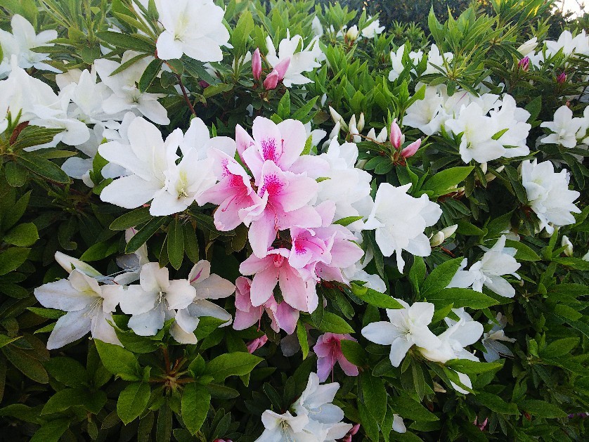 散歩はありです。_a0098418_14052403.jpg