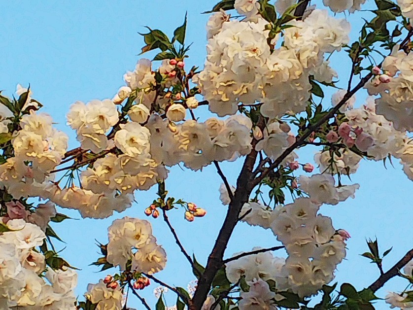 散歩はありです。_a0098418_14075546.jpg