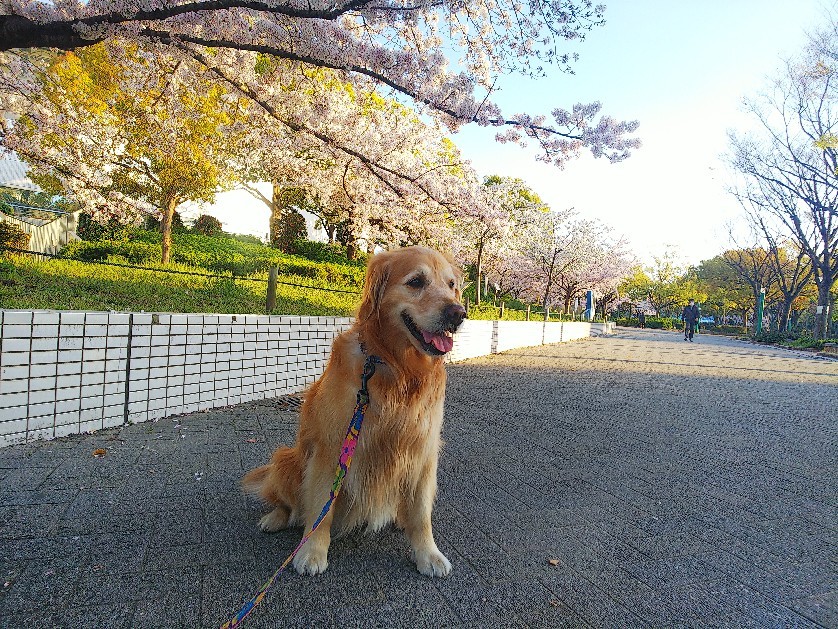 散歩はありです。_a0098418_14075626.jpg