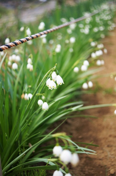 ■園芸【Myファームの花達】_b0033423_22430629.jpg