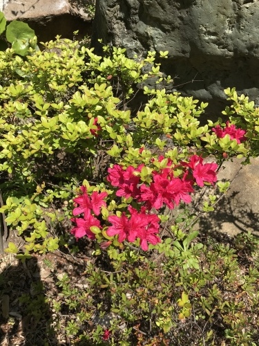 休業日ブログ・その6_e0195325_18095258.jpeg