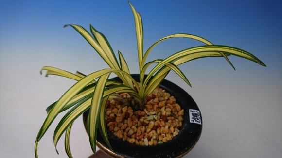 日本春蘭 金閣宝 : 蘭万園日記