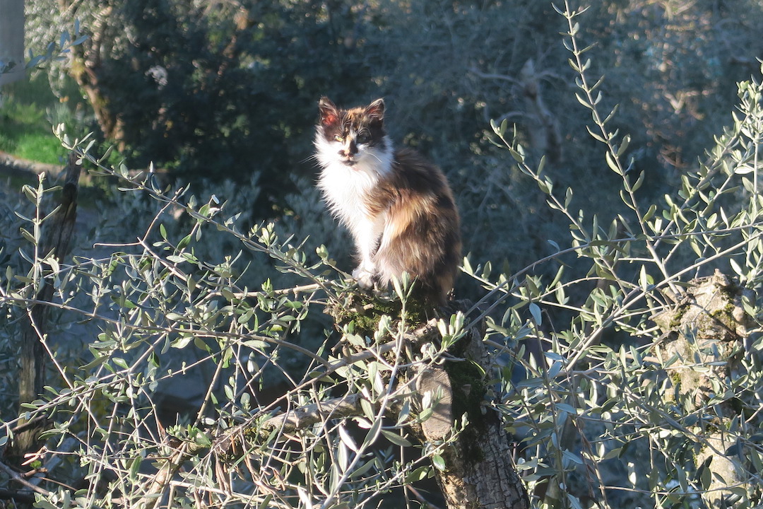 三毛の子猫高みの見物オリーブの木で、ペルージャ_f0234936_5524723.jpg