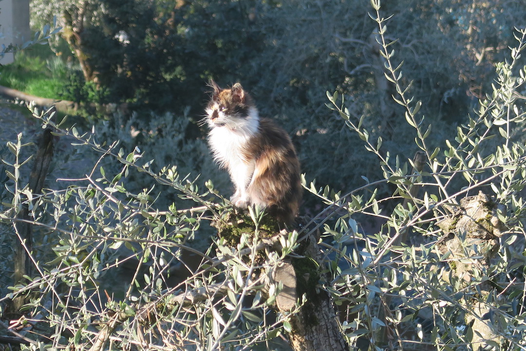 三毛の子猫高みの見物オリーブの木で、ペルージャ_f0234936_604656.jpg