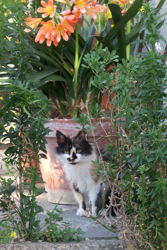 三毛の子猫高みの見物オリーブの木で、ペルージャ_f0234936_6124142.jpg
