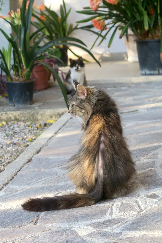 三毛の子猫高みの見物オリーブの木で、ペルージャ_f0234936_6142417.jpg