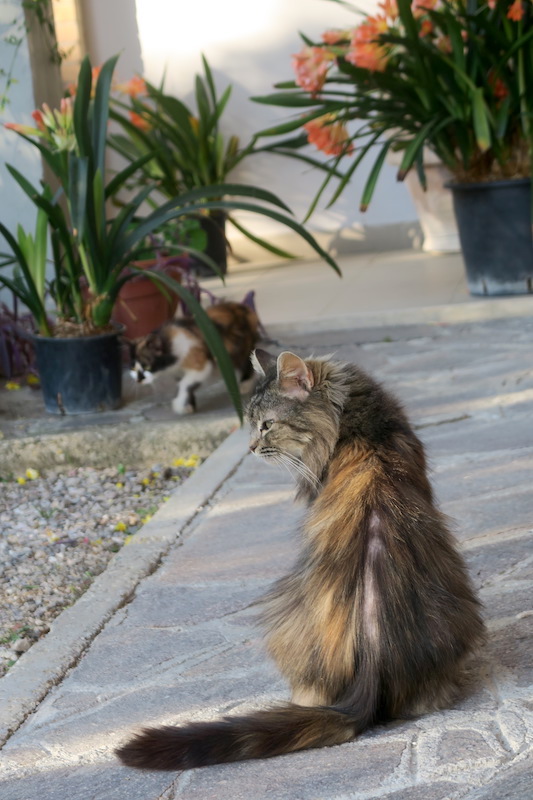 三毛の子猫高みの見物オリーブの木で、ペルージャ_f0234936_6164850.jpg