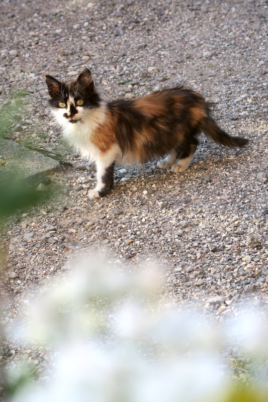 三毛の子猫高みの見物オリーブの木で、ペルージャ_f0234936_6173221.jpg